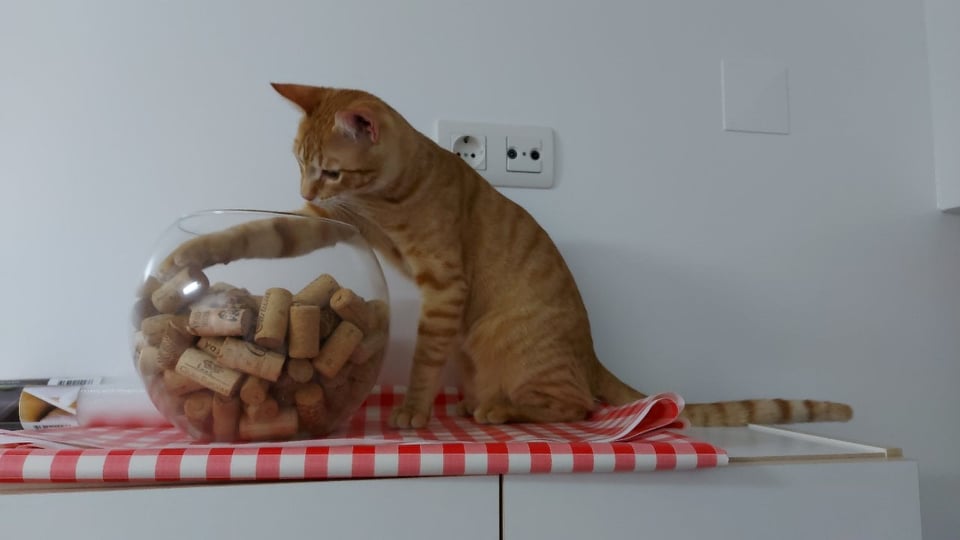gato