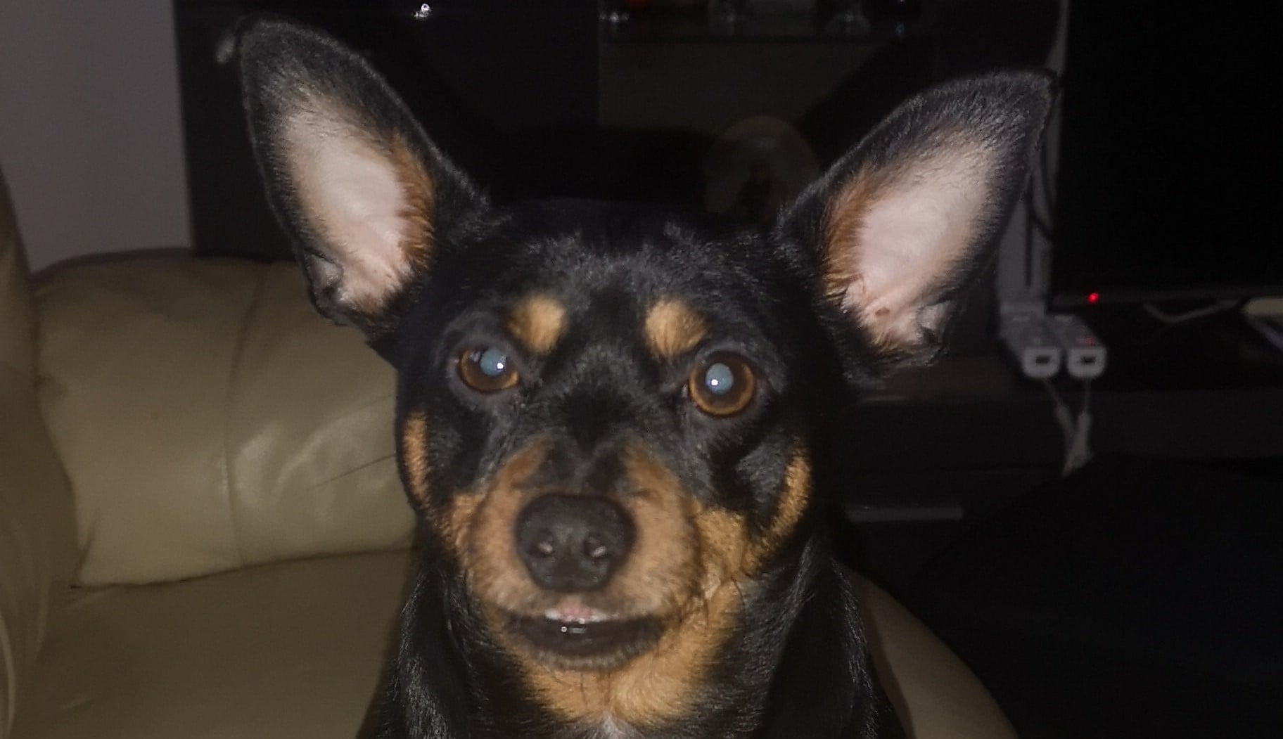 cão